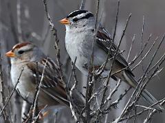 (White-crowned Sparrow) pair (White-crowned Sparrow) pair