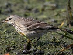 (American Pipit) forages (American Pipit) forages