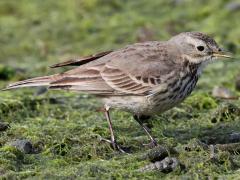 (American Pipit) standing (American Pipit) standing