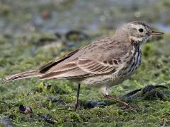(American Pipit) walking (American Pipit) walking