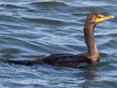 (Double-crested Cormorant) profile (Double-crested Cormorant) profile