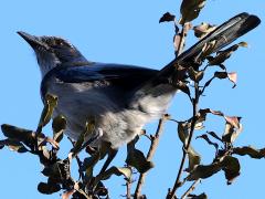 (California Scrub-Jay) lateral (California Scrub-Jay) lateral