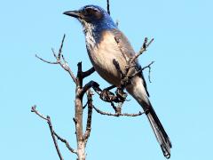 (California Scrub-Jay) perching (California Scrub-Jay) perching