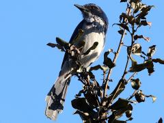 (California Scrub-Jay) profile (California Scrub-Jay) profile