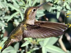(Anna's Hummingbird) female hovering downstroke (Anna's Hummingbird) female hovering downstroke