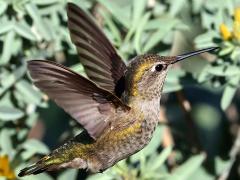 (Anna's Hummingbird) female hovering upstroke (Anna's Hummingbird) female hovering upstroke