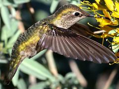 (Anna's Hummingbird) female nectaring downstroke (Anna's Hummingbird) female nectaring downstroke