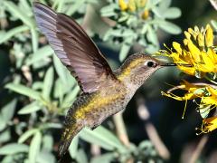 (Anna's Hummingbird) female nectaring upstroke (Anna's Hummingbird) female nectaring upstroke