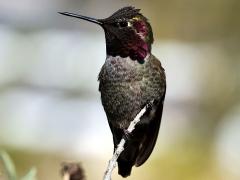 (Anna's Hummingbird) male breast (Anna's Hummingbird) male breast