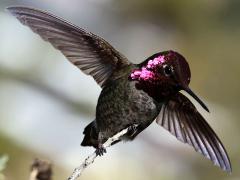 (Anna's Hummingbird) male flaps (Anna's Hummingbird) male flaps