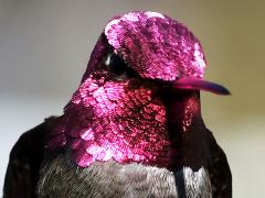 (Anna's Hummingbird) male gorget (Anna's Hummingbird) male gorget