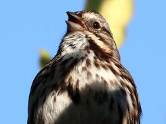 (Song Sparrow) sings (Song Sparrow) sings