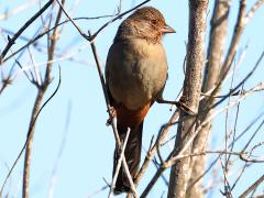 (California Towhee) perching (California Towhee) perching