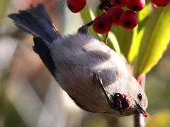 (Bushtit) feeding (Bushtit) feeding