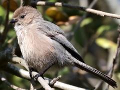 (Bushtit) perching (Bushtit) perching