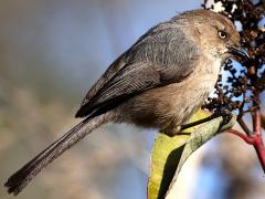 (Bushtit) profile (Bushtit) profile