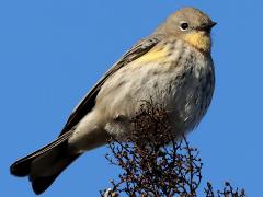 (Yellow-rumped Warbler) auduboni female perching (Yellow-rumped Warbler) auduboni female perching