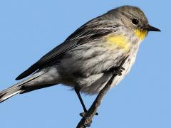 (Yellow-rumped Warbler) auduboni female profile (Yellow-rumped Warbler) auduboni female profile