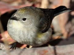(Yellow-rumped Warbler) auduboni female standing (Yellow-rumped Warbler) auduboni female standing