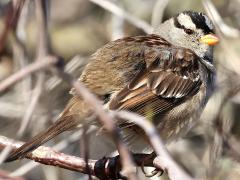 (White-crowned Sparrow) profile (White-crowned Sparrow) profile