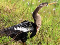 (Anhinga) female standing (Anhinga) female standing