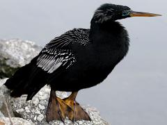 (Anhinga) male standing (Anhinga) male standing