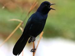 (Boat-tailed Grackle) calling (Boat-tailed Grackle) calling
