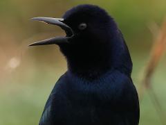 (Boat-tailed Grackle) squawking (Boat-tailed Grackle) squawking