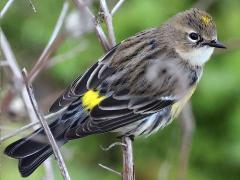 (Yellow-rumped Warbler) female (Yellow-rumped Warbler) female