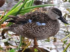 (Blue-winged Teal) standing (Blue-winged Teal) standing