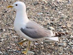 (Short-billed Gull) walking (Short-billed Gull) walking