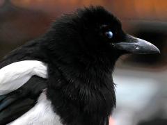 (Black-billed Magpie) bust (Black-billed Magpie) bust