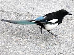 (Black-billed Magpie) walking (Black-billed Magpie) walking
