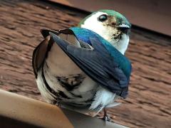 (Violet-green Swallow) rump (Violet-green Swallow) rump