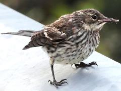 (Yellow-rumped Warbler) juvenile foraging (Yellow-rumped Warbler) juvenile foraging