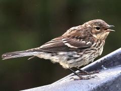 (Yellow-rumped Warbler) juvenile yawning (Yellow-rumped Warbler) juvenile yawning