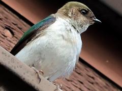 (Violet-green Swallow) perching (Violet-green Swallow) perching