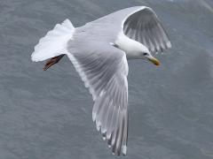 (Glaucous-winged Gull) coasting (Glaucous-winged Gull) coasting