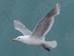 (Glaucous-winged Gull) flapping (Glaucous-winged Gull) flapping
