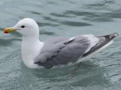 (Glaucous-winged Gull) floating (Glaucous-winged Gull) floating