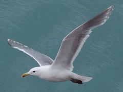 (Glaucous-winged Gull) flying (Glaucous-winged Gull) flying