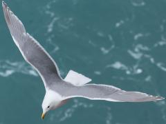 (Glaucous-winged Gull) gliding (Glaucous-winged Gull) gliding