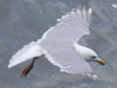 (Glaucous-winged Gull) hovering (Glaucous-winged Gull) hovering