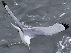 (Black-legged Kittiwake) cruising (Black-legged Kittiwake) cruising