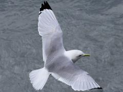 (Black-legged Kittiwake) dorsal (Black-legged Kittiwake) dorsal