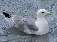 (Black-legged Kittiwake) floating (Black-legged Kittiwake) floating