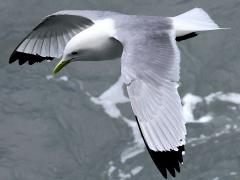 (Black-legged Kittiwake) flying downstroke (Black-legged Kittiwake) flying downstroke