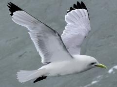 (Black-legged Kittiwake) flying upstroke (Black-legged Kittiwake) flying upstroke
