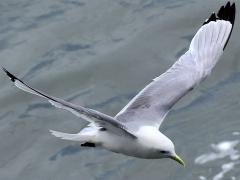(Black-legged Kittiwake) gliding (Black-legged Kittiwake) gliding