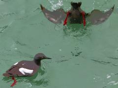 (Pigeon Guillemot) pair (Pigeon Guillemot) pair